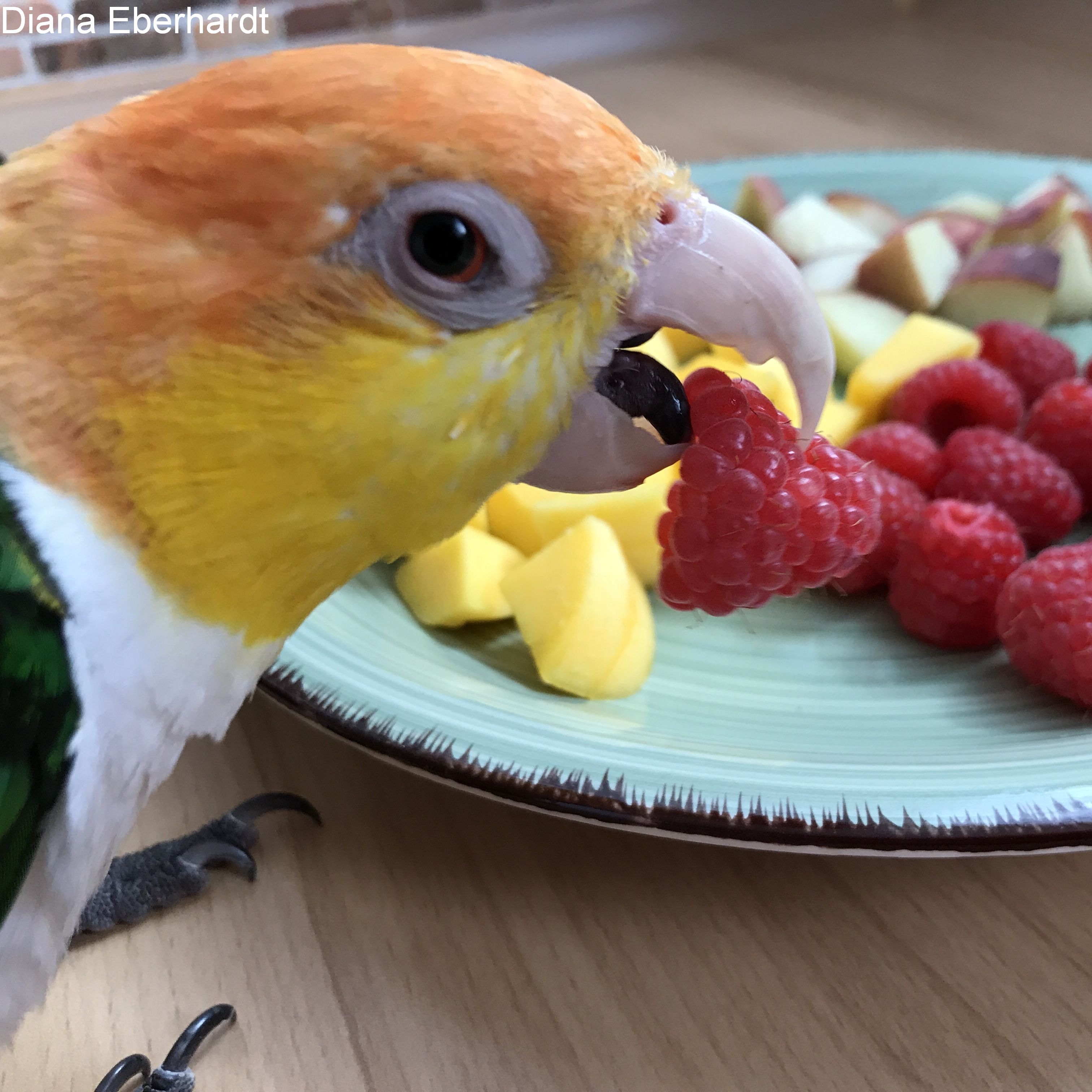 Rostkappenpapagei Oscar mit seiner Himbeere